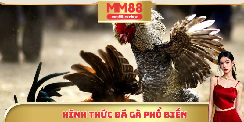 Hình thức đá gà phổ biến